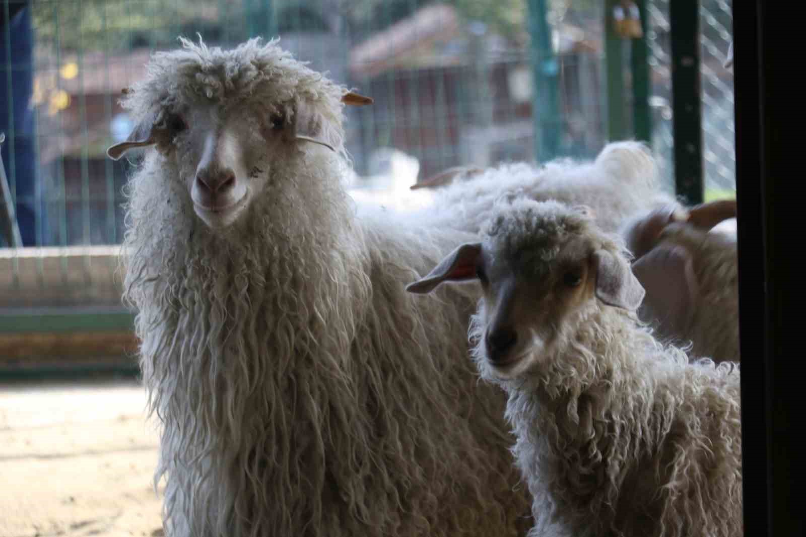 Endemik Vadi’de Ankara’nın 4 beyazı