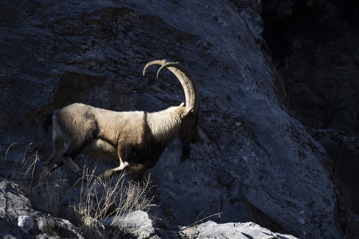 Tunceli'de yaban keçileri Munzur Vadisi'ne indi