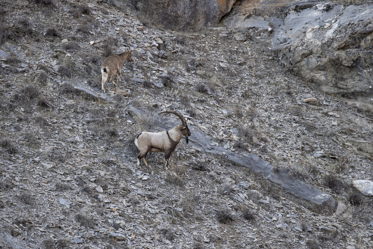Tunceli'de yaban keçileri Munzur Vadisi'ne indi