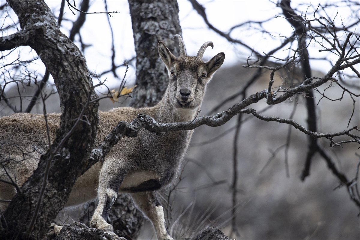 Tunceli'de yaban keçileri Munzur Vadisi'ne indi