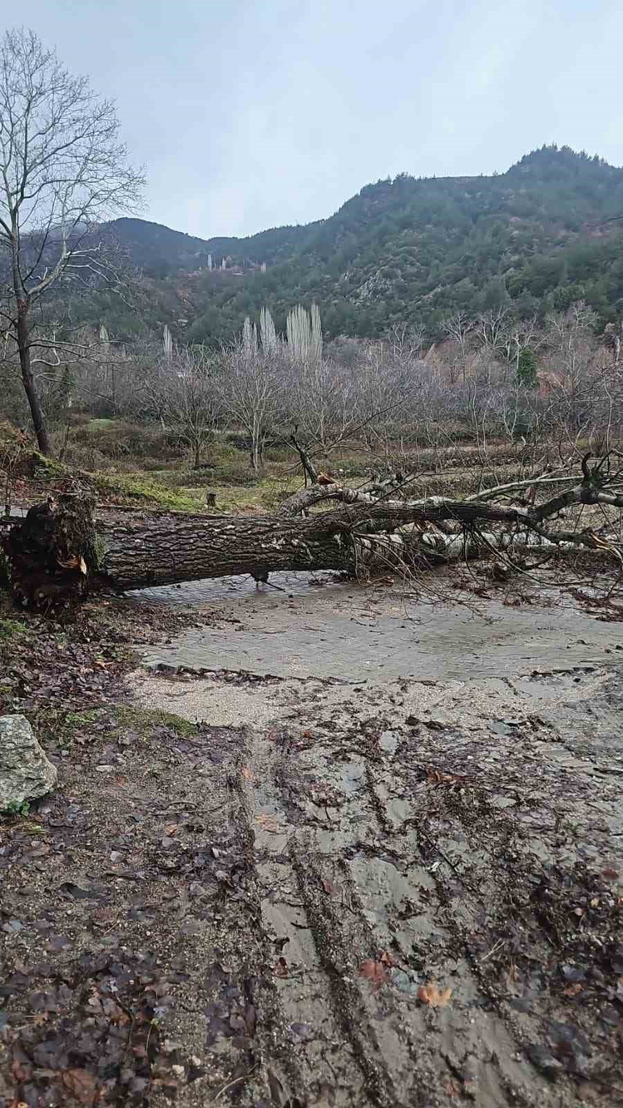 Asırlık kavak ağacı fırtınaya dayanamadı
