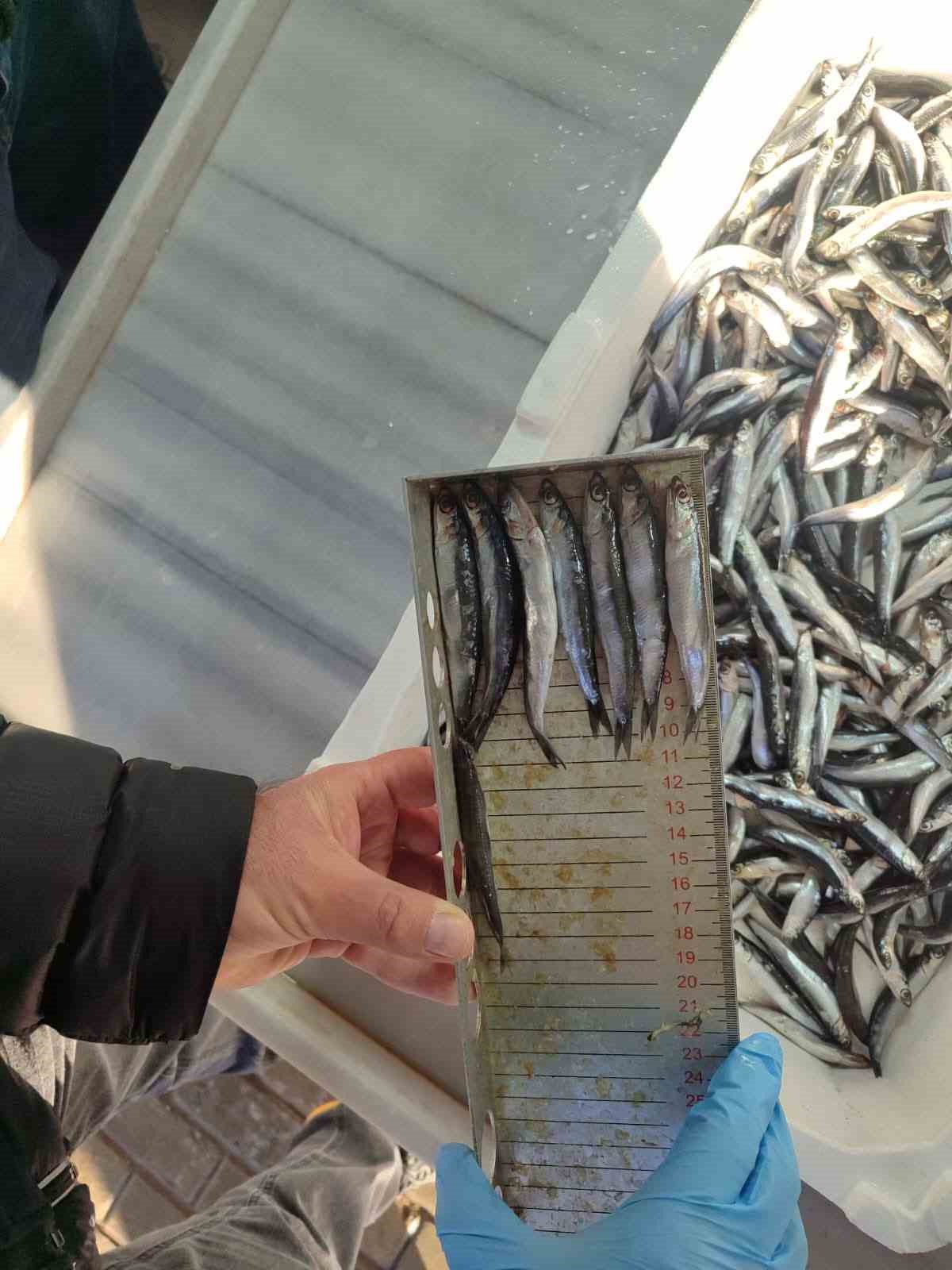 Balık tezgâhları yakın takipte
