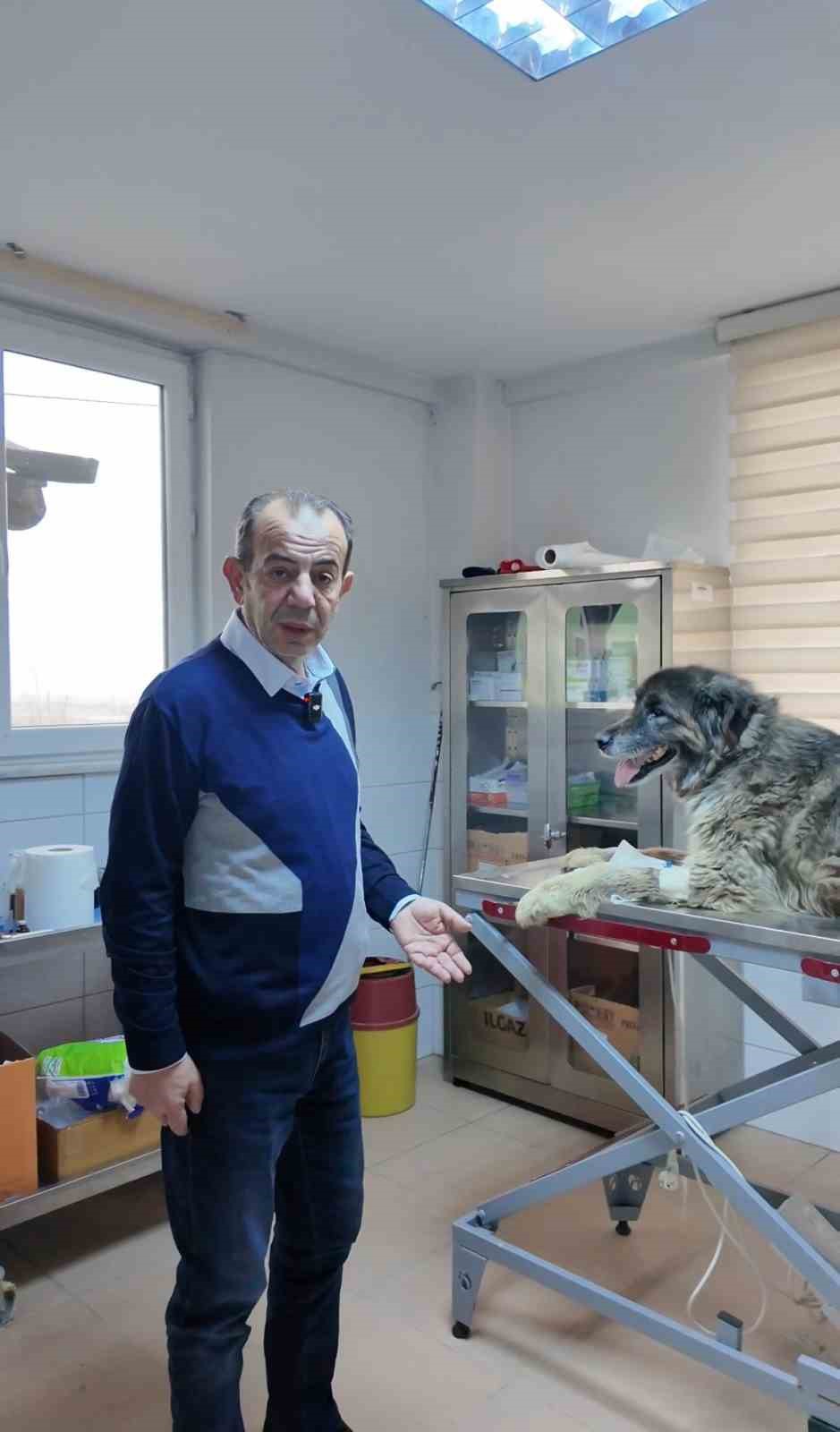 Bolu’da ezilen köpeğin röntgeninden 400 saçma çıktı:
Bolu’da ezilen köpeğin röntgeninden 400 saçma çıktı: