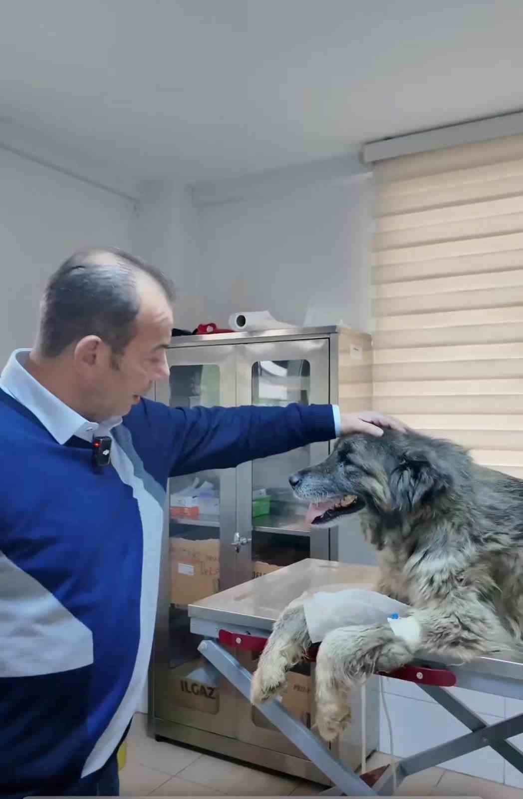 Bolu’da ezilen köpeğin röntgeninden 400 saçma çıktı:
Bolu’da ezilen köpeğin röntgeninden 400 saçma çıktı: