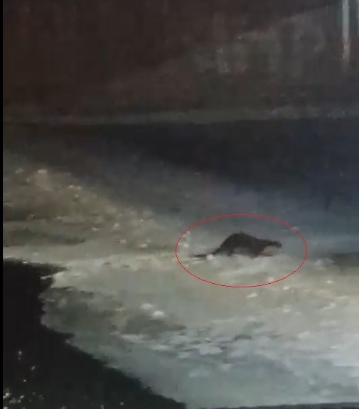 Buz tutan Çoruh’ta su samuru heyecanı: Vatandaşlar "gel gel" diye seslendi
Buz tutan Çoruh’ta su samuru heyecanı: Vatandaşlar "gel gel" diye seslendi