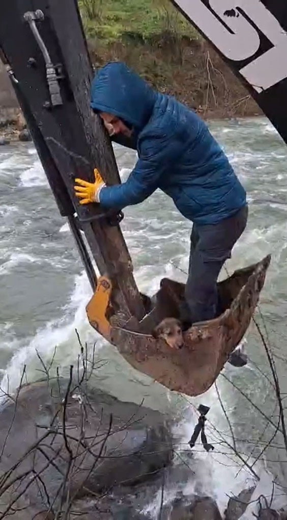 Dereli’de derede mahsur kalan köpek belediye ekiplerince kurtarıldı
