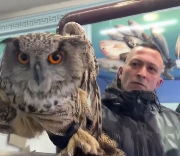 Erzincan’da soğuktan bitkin düşen baykuş vatandaşların duyarlılığıyla kurtarıldı
Erzincan’da soğuktan bitkin düşen baykuş vatandaşların duyarlılığıyla kurtarıldı