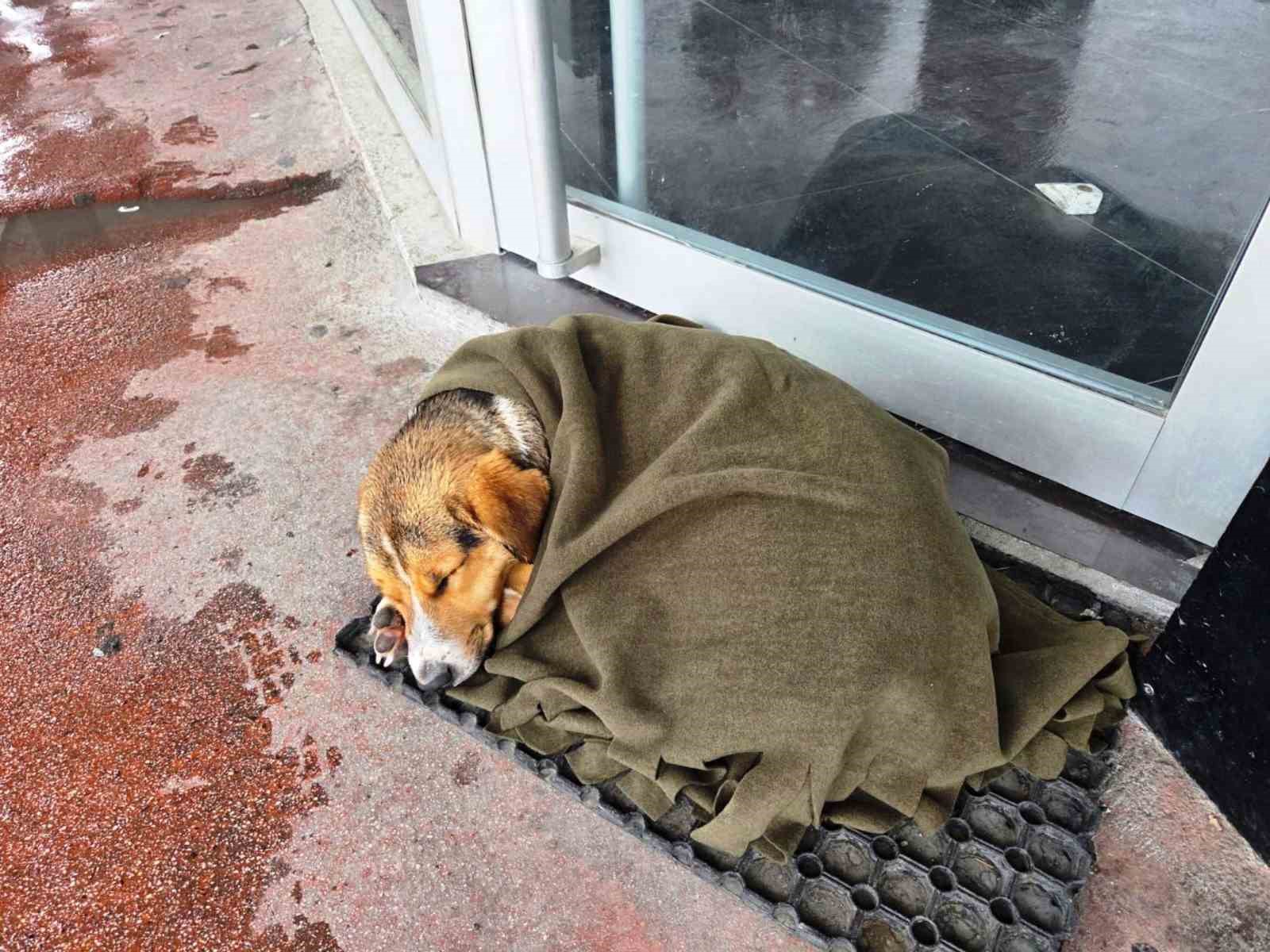 İç ısıtan hareket: Soğuktan titreyen köpeği şalla sardılar

