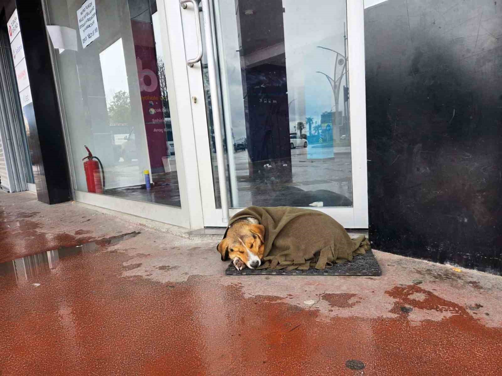 İç ısıtan hareket: Soğuktan titreyen köpeği şalla sardılar

