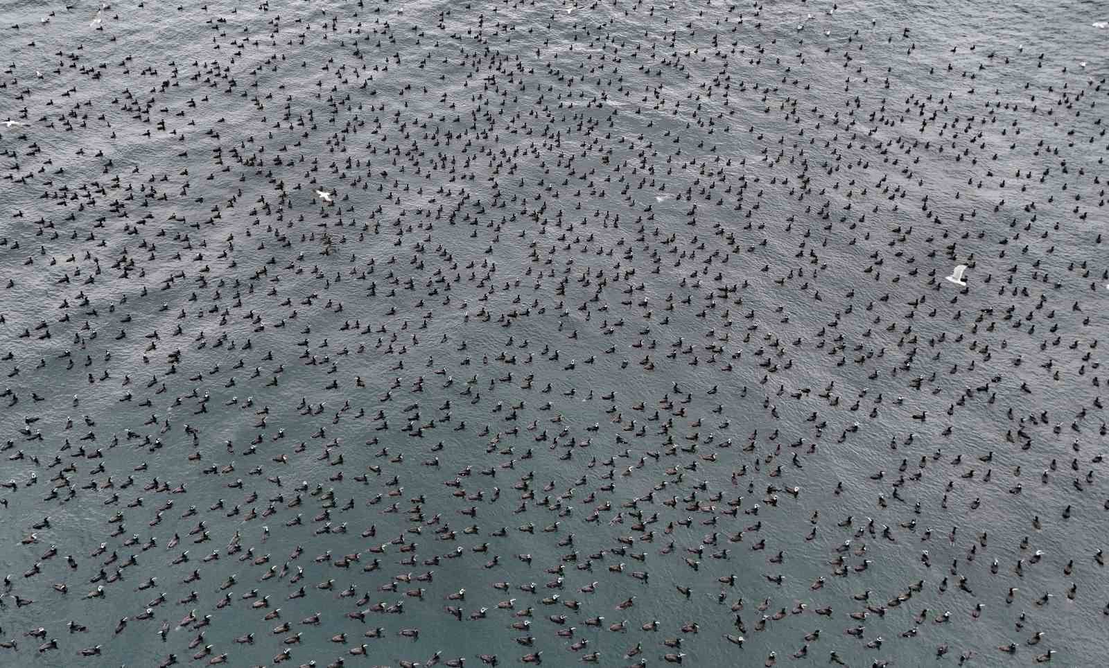 İstanbul’da dondurucu soğuk binlerce kuşu denizde bir araya getirdi
