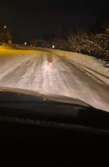 Kontrolsüz bırakılan gıdalar kurtların dengesini bozdu, kurtlar yerleşim yerlerine inmeye başladı
