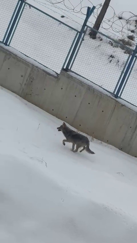Kontrolsüz bırakılan gıdalar kurtların dengesini bozdu, kurtlar yerleşim yerlerine inmeye başladı
