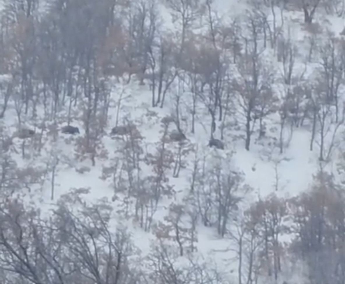 Malatya’da aç kalan domuz ve kurtlar, yerleşim yerlerine indi
