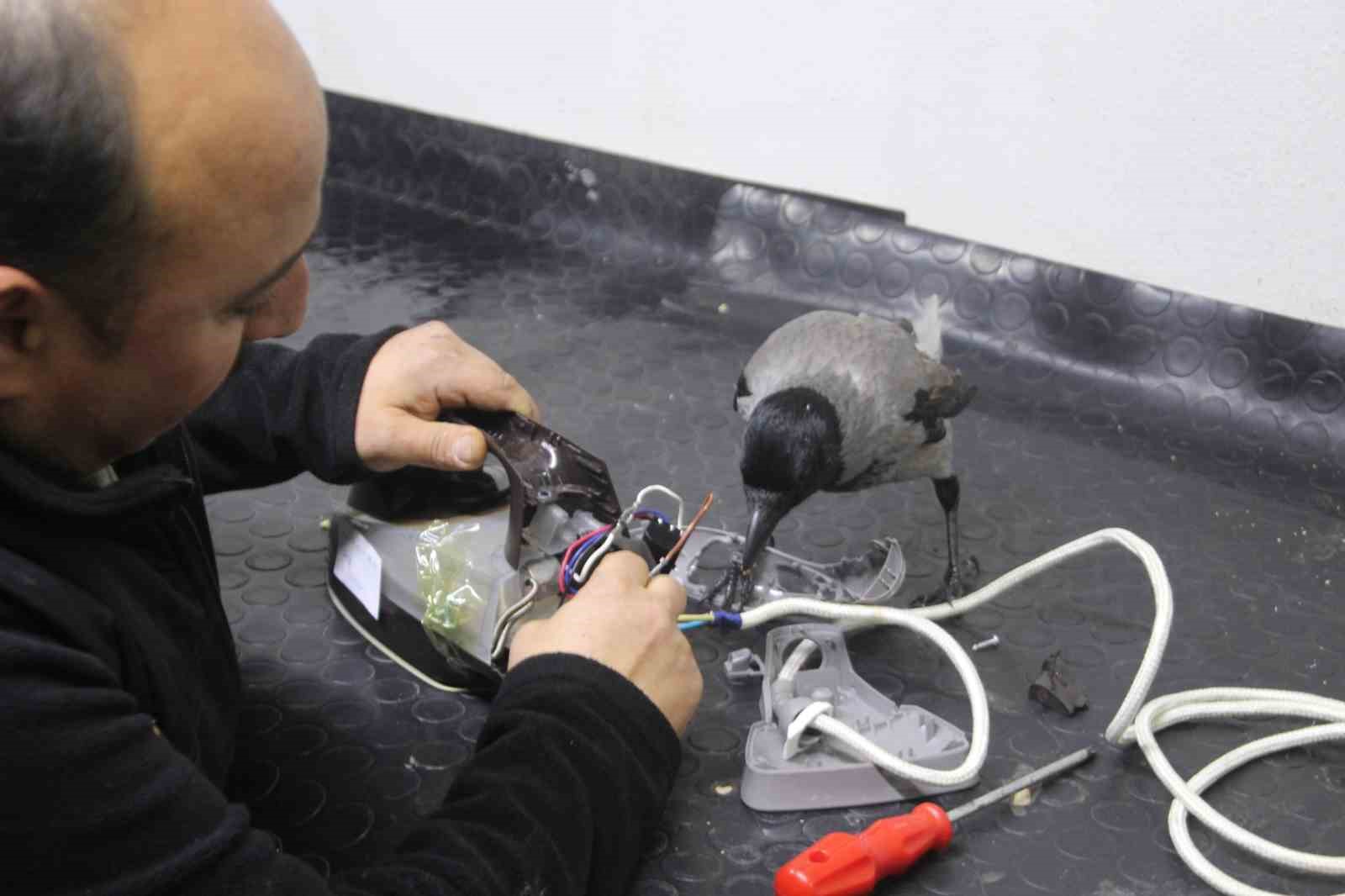 Tamirci çırağı karga
