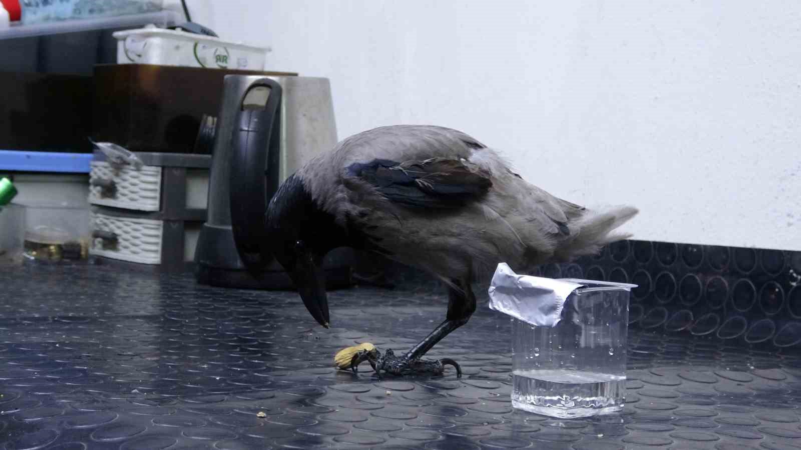 Tamirci çırağı karga
