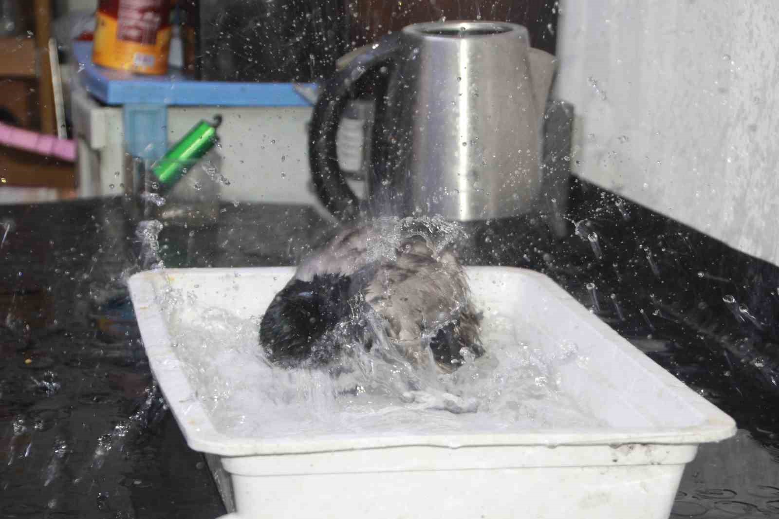 Tamirci çırağı karga
