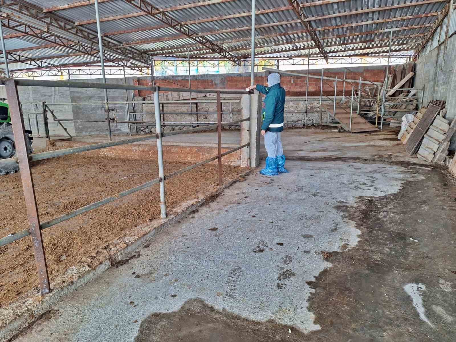 Tavşanlı’da hayvancılık işletmelerine yönelik besilik hayvan kapasite tespit çalışması
