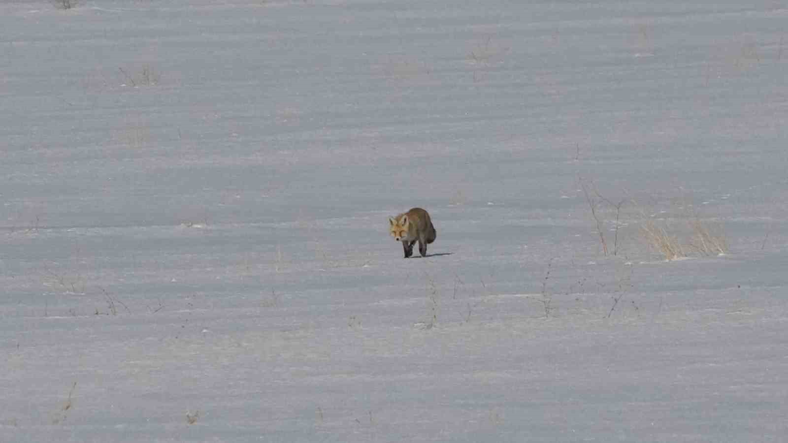 Van’da tilkilerin kar altındaki fare avı görüntülendi
