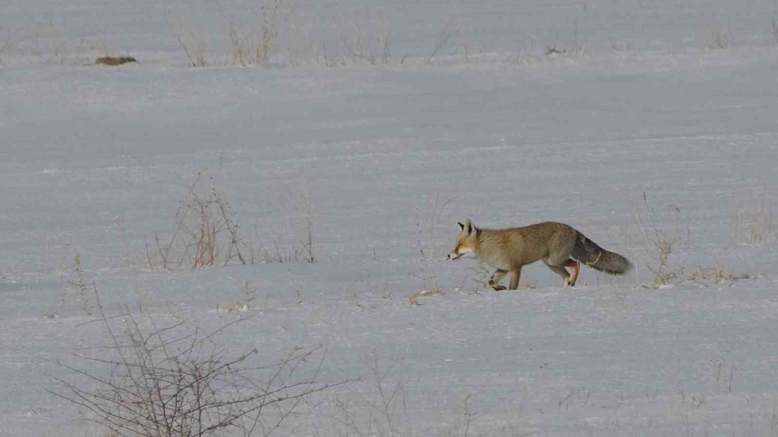 Van’da tilkilerin kar altındaki fare avı görüntülendi
