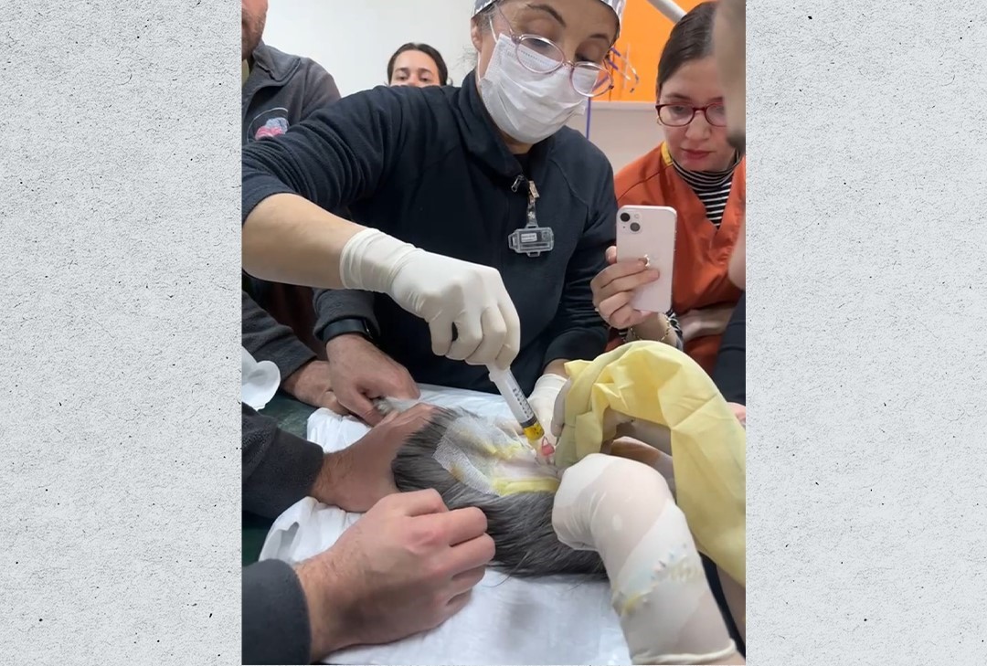 Veteriner Fakültesinde 3 bin hayvana şifa
