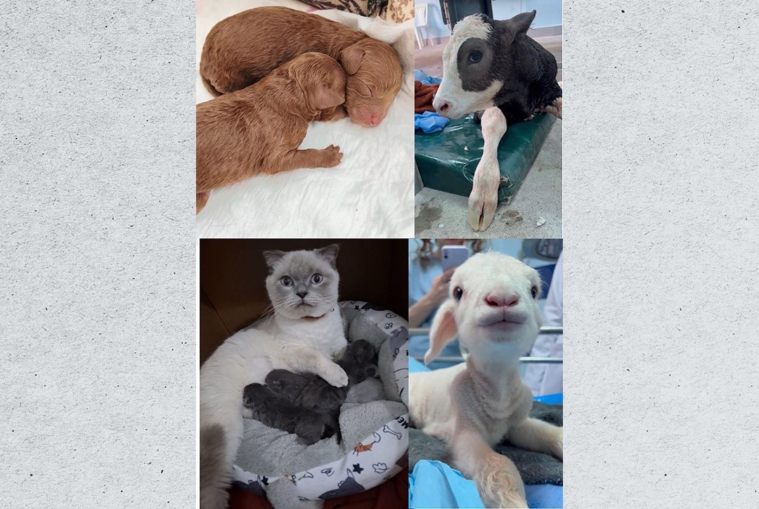 Veteriner Fakültesinde 3 bin hayvana şifa
