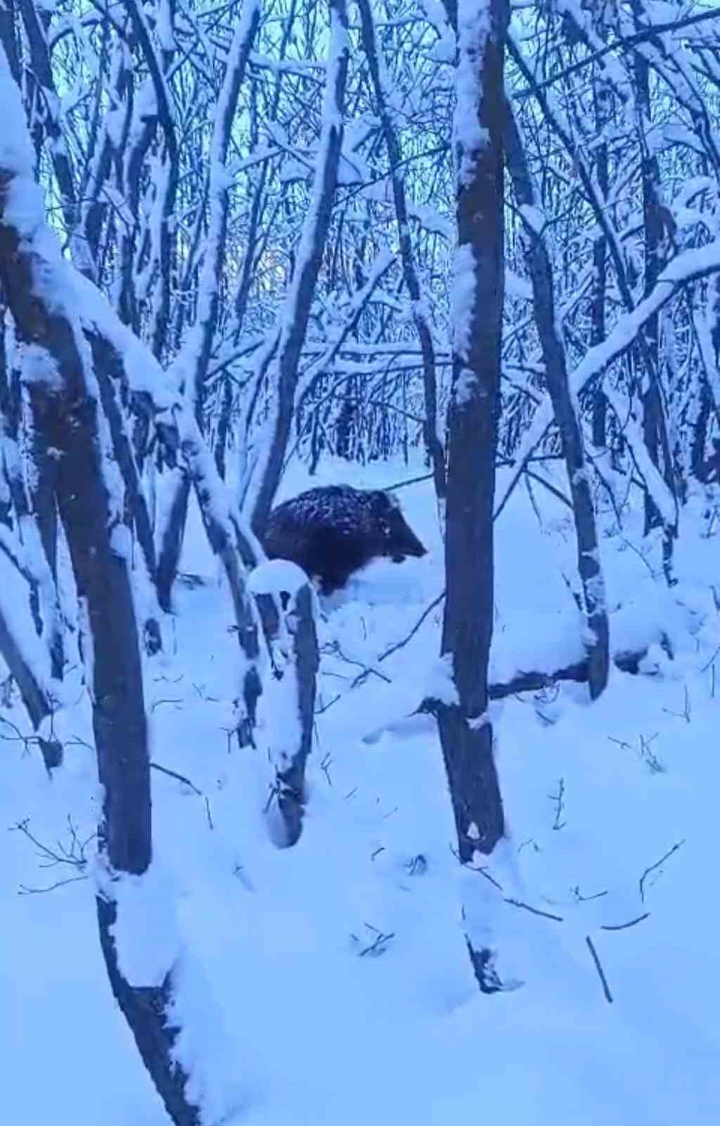 Yaban domuzunun saldırısına uğrayan çoban kameraya yansıdı
Yaban domuzunun saldırısına uğrayan çoban kameraya yansıdı