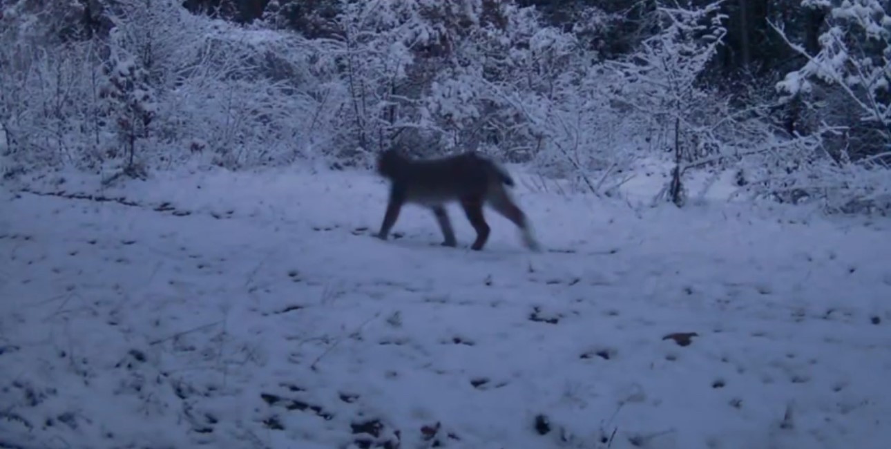 Yiyecek arayan vaşak ile kurtlar fotokapana yansıdı
