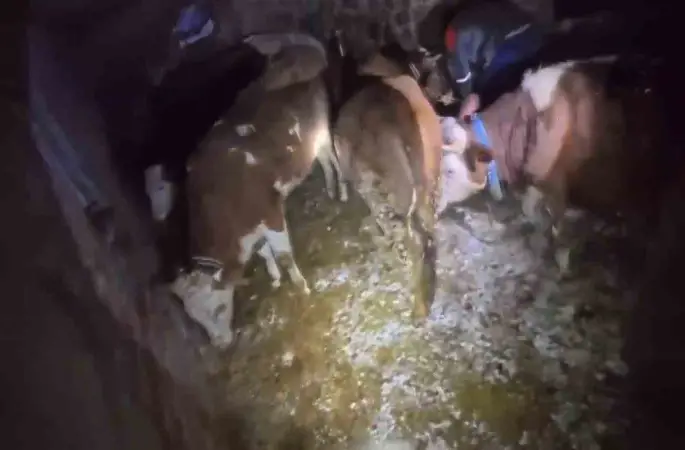 Adıyaman’da ahır çöktü, 3 büyükbaş hayvan telef oldu
