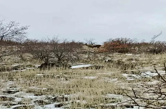 Ankara’da geyik sürüsü kameralara yansadı
