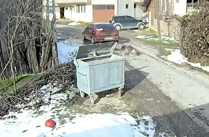 Bolu’da ezilen köpeğin röntgeninden 400 saçma çıktı:
