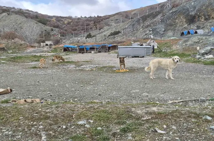Onlarca köpek bu yuvalarda ısınıyor