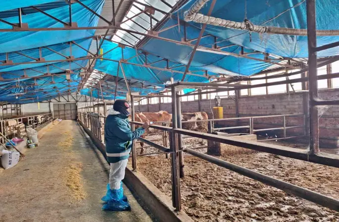 Tavşanlı’da hayvancılık işletmelerine yönelik besilik hayvan kapasite tespit çalışması
